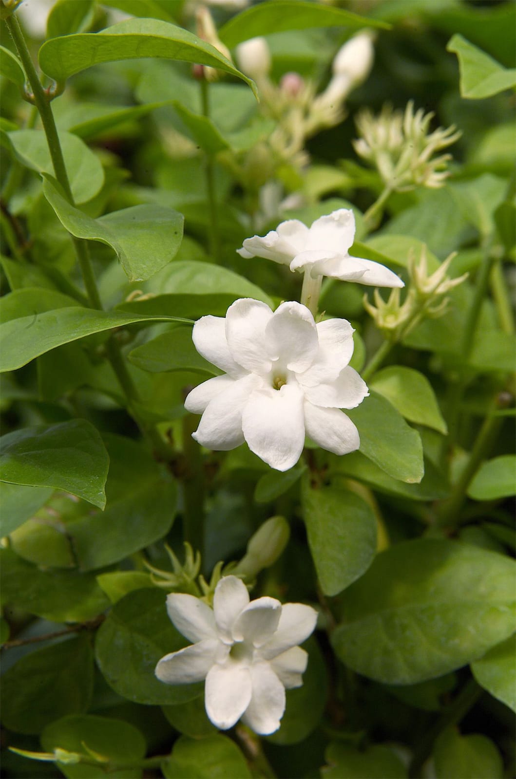 Jasmine