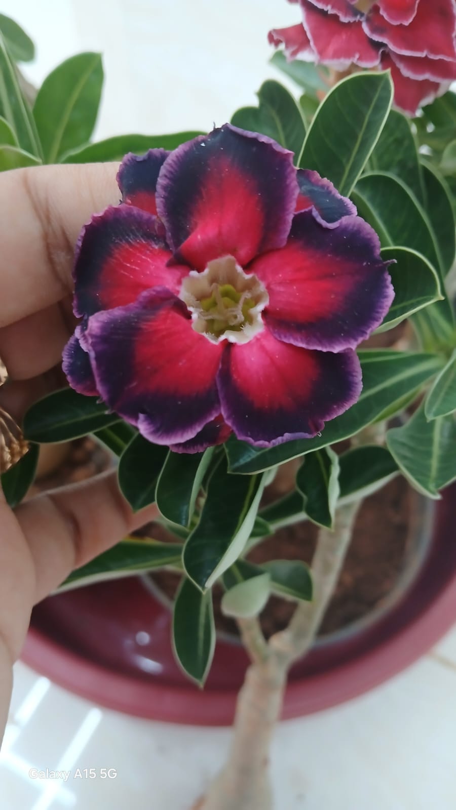 Black Border Red