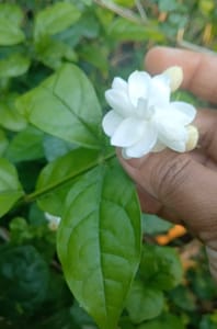 2 Aduku Malli