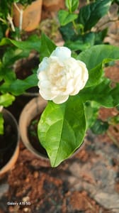 10 Aduku Malligai