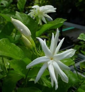Iruvaachi Malligai
