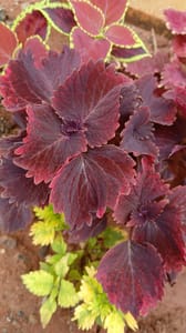 Coleus - VN001