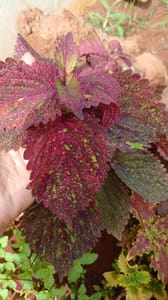 Coleus - VN002