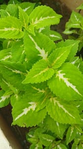 Coleus - VN003