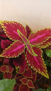 Coleus - VN004