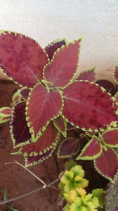 Coleus - VN005