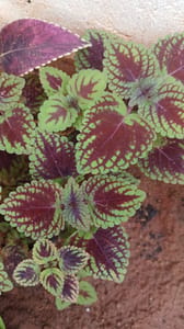 Coleus - VN006