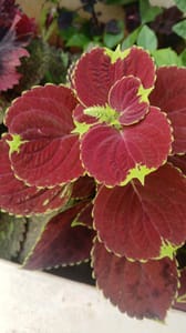 Coleus - VN007