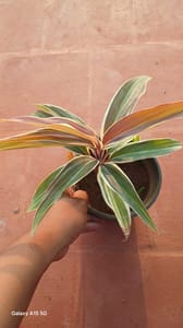 Cordyline _Good Luck