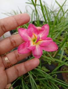Bella Pink