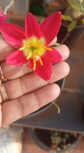 Red Lambudan
