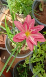 Tejas Rainlily