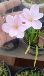 Sakura Snow Rainlily