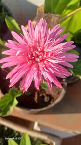 Gerbera - VN001