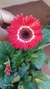 Gerbera - VN002