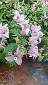 Chilly Purple