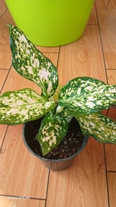 Aglonema - VN002