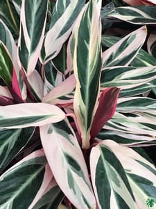 Calathea Tricolour