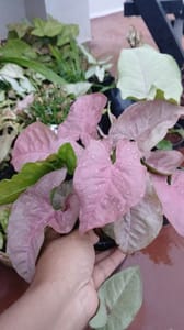 Syngonium