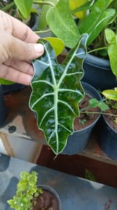 Alocasia Amazonia