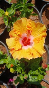 Hibiscus - VN001