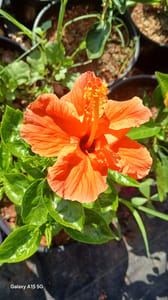 Hibiscus - VN002