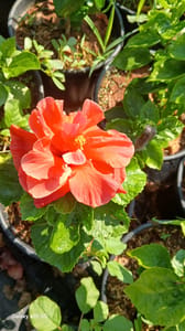 Hibiscus - VN003