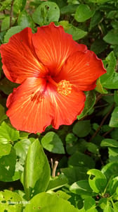 Hibiscus - VN005