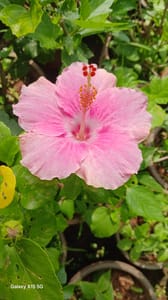 Hibiscus - VN006
