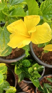 Hibiscus - VN007