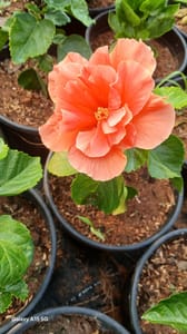 Hibiscus - VN008