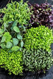 MICROGREEN SEEDS
